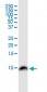BANF1 Antibody (monoclonal) (M07)
